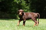 DOBERMANN 1266